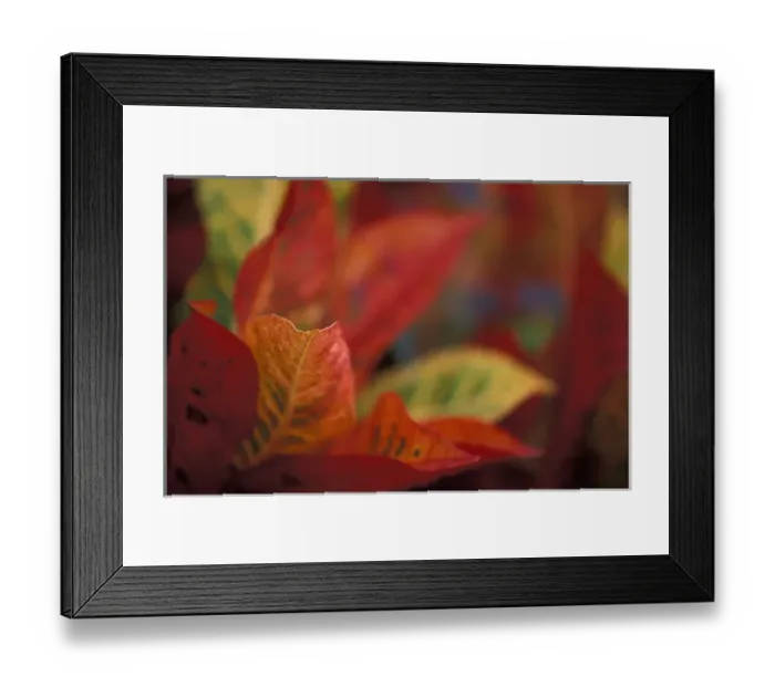 Framed Print : Hawaii Colorful tropical plants Framed Print : Hawaii Colorful tropical plants