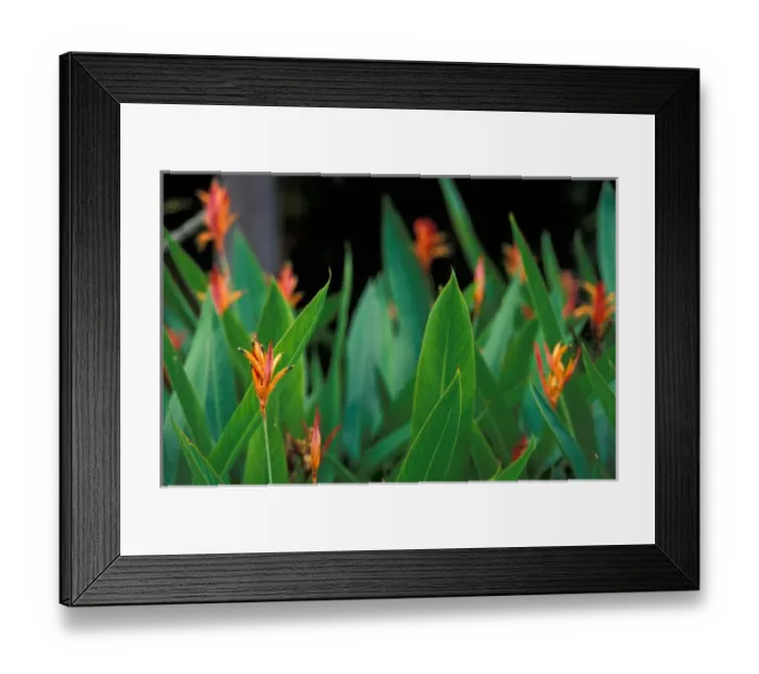 Framed Print : Hawaii Tropical flowers Framed Print : Hawaii Tropical flowers