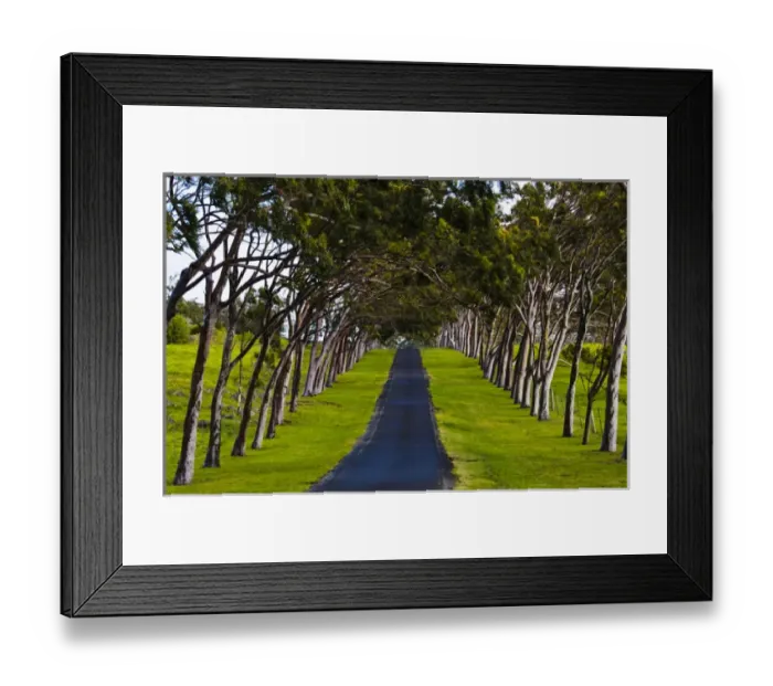 Framed Print : USA, Hawaii, Waimea. A tree-lined roadway leading from Parker Ranch