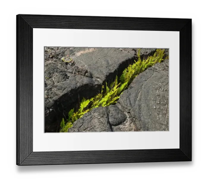 Framed Print : USA, Hawaii. Fern growing from a crack in cooled lava