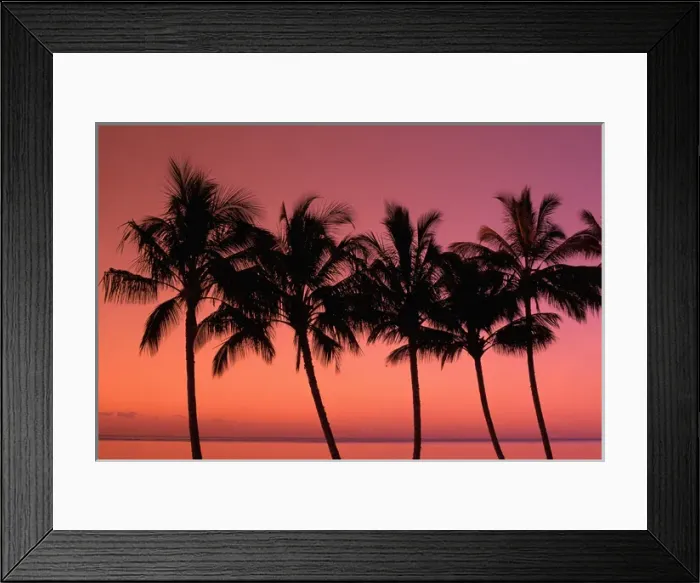Framed Print : Hawaii Palm trees at sunset Framed Print : Hawaii Palm trees at sunset