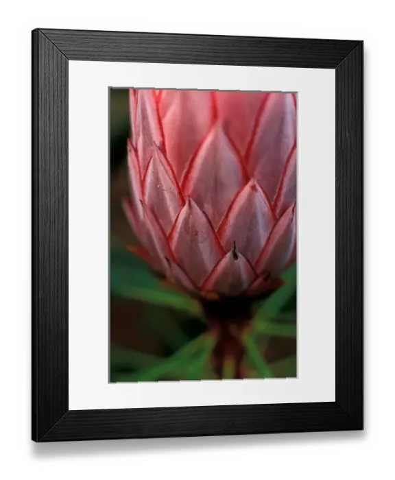 Framed Print : Hawaii Tropical flower Framed Print : Hawaii Tropical flower