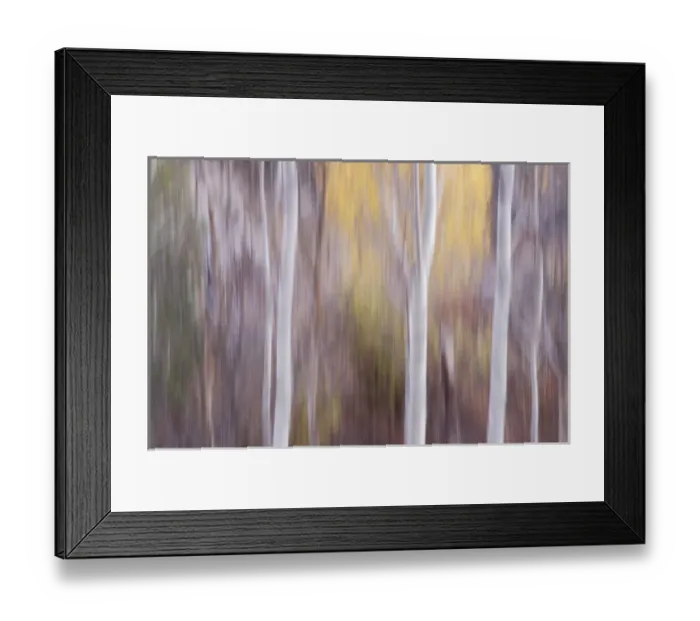 Framed Print : Aspen Trees rendered softly, abstractly Framed Print : Aspen Trees rendered softly, abstractly