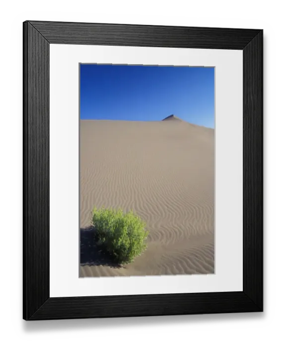 Framed Print : A lone sagebrush sits at the base of a dune at Bruneau Dunes State Park. Owyhee County Framed Print : A lone sagebrush sits at the base of a dune at Bruneau Dunes State Park. Owyhee County