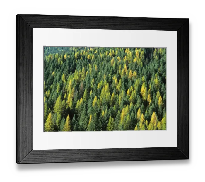 Framed Print : Evergreen Forest in Idaho USA