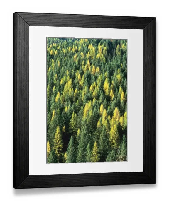 Framed Print : Evergreen Forest in Idaho USA Framed Print : Evergreen Forest in Idaho USA