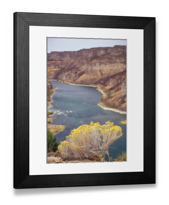 Framed Print : Gray Rabbit-Brush (Chrysothamnus nauseousus) on cliff overlooking the Snake River Framed Print : Gray Rabbit-Brush (Chrysothamnus nauseousus) on cliff overlooking the Snake River