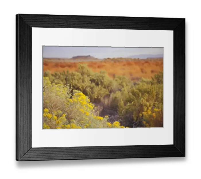 Framed Print : Gray Rabbit-Brush (Chrysothamnus nauseousus) and Sagebrush (Artemisia tridentata) Framed Print : Gray Rabbit-Brush (Chrysothamnus nauseousus) and Sagebrush (Artemisia tridentata)