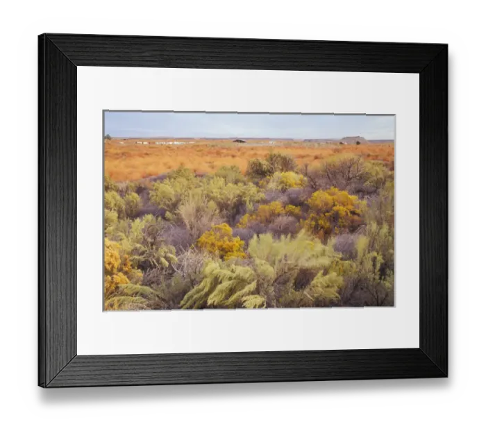Framed Print : Sagebrush (Artemisia tridentata) and Gray Rabbit-Brush (Chrysothamnus nauseousus) Framed Print : Sagebrush (Artemisia tridentata) and Gray Rabbit-Brush (Chrysothamnus nauseousus)