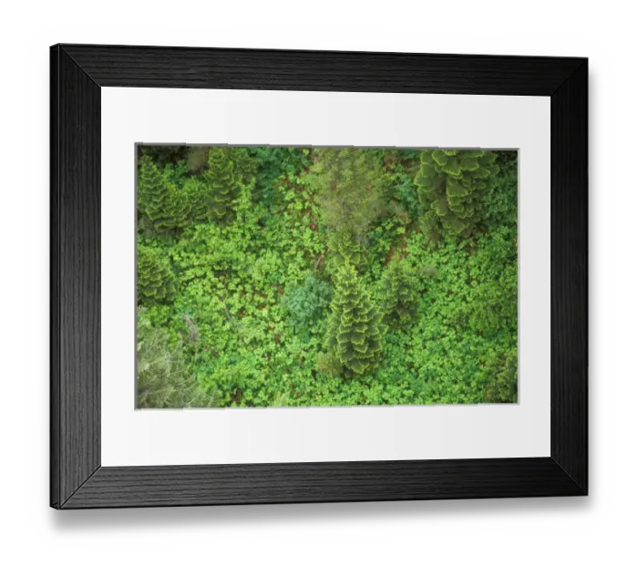 Framed Print : USA, Idaho, Hiawatha Bike Trail. Looking down onto a small open patch with a pine tree