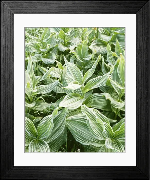 Framed Print : USA, Idaho, Couer d Alene National Forest, Corn Lily with frost