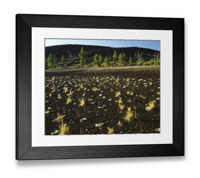 Framed Print : USA, Idaho, Craters of the Moon National Monument, Lava, Cinders and Limber Pine