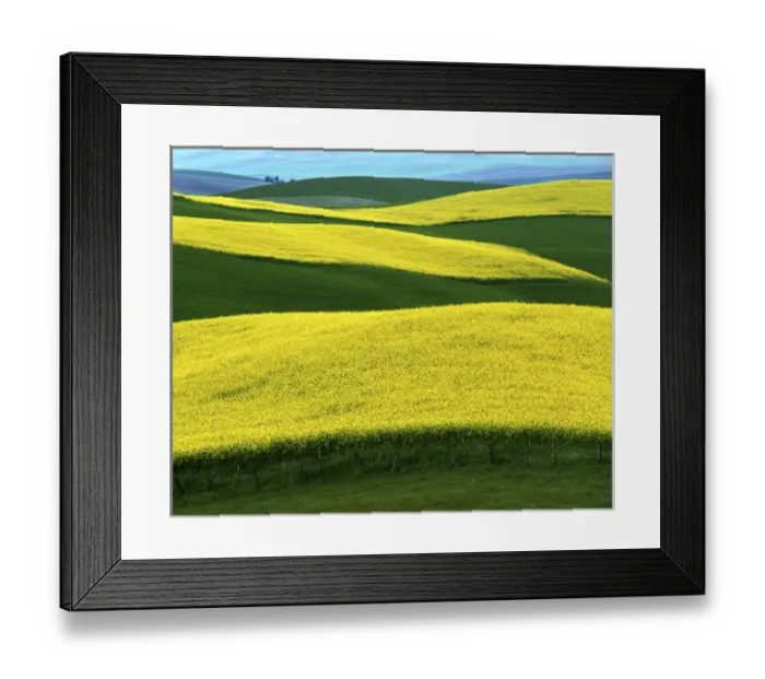 Framed Print : USA, Idaho, Moscow, Canola Fields in bloom Framed Print : USA, Idaho, Moscow, Canola Fields in bloom