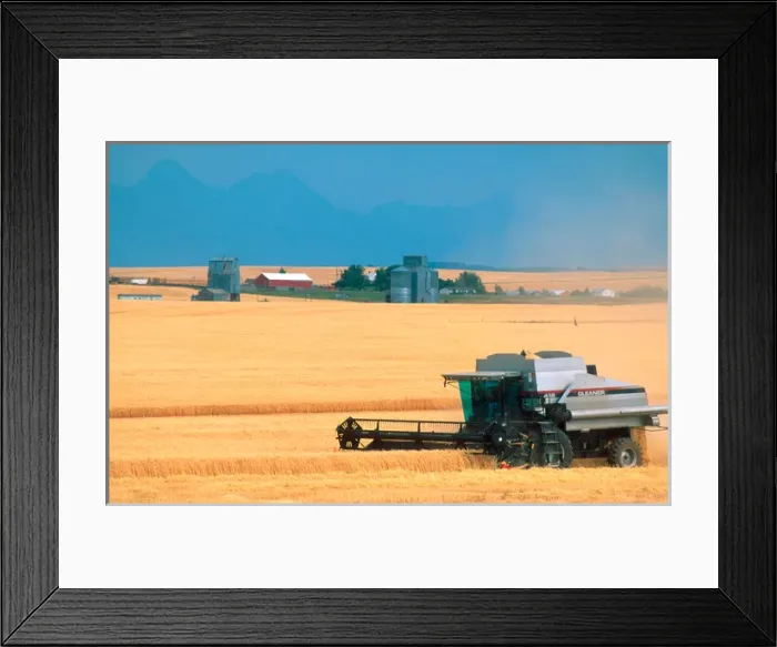 Framed Print : North America, Idaho. Combine harvests barley grain in eastern Idaho