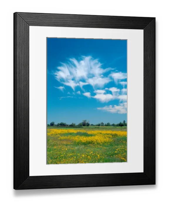 Framed Print : Mares tails clouds over southwest Idaho. weather, clouds, meteorology Framed Print : Mares tails clouds over southwest Idaho. weather, clouds, meteorology