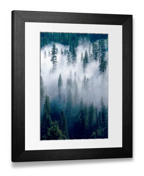 Framed Print : Fog shrouded pine forest near Cascade, Idaho. weather, clouds, meteorology