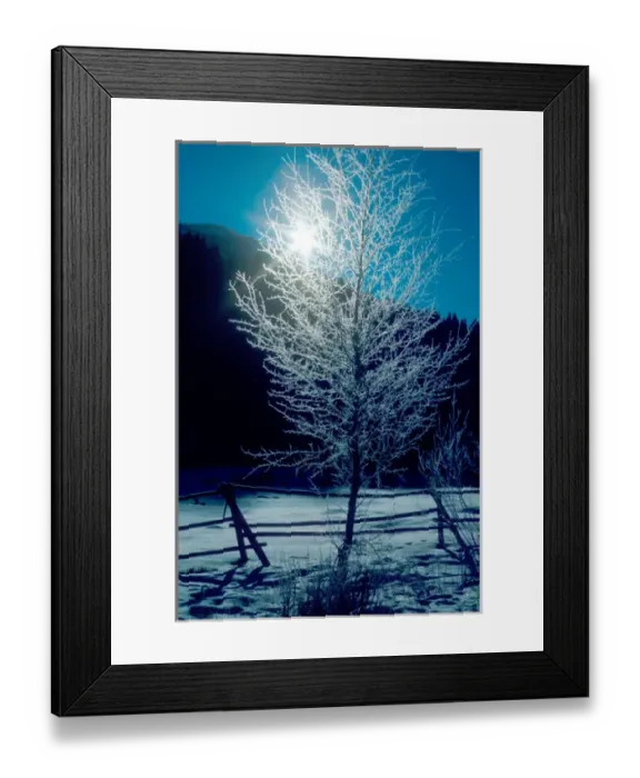 Framed Print : Hoarfrost backlighted on tree in rural Idaho. frost, cold, frozen, freeze Framed Print : Hoarfrost backlighted on tree in rural Idaho. frost, cold, frozen, freeze