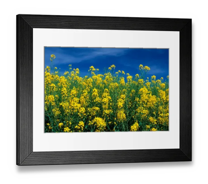 Framed Print : A rapeseed farm also known as canola near Grangeville, Idaho. rapeseed, canola