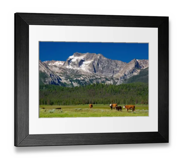 Framed Print : Cattle graze in the Stanley Basin, Idaho Framed Print : Cattle graze in the Stanley Basin, Idaho
