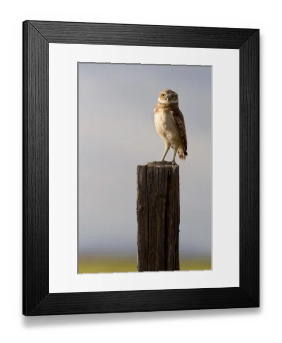 Framed Print : Burrowing owl on a fence post in Idaho. burrowing owl, bird, raptor, owl, nocturnal Framed Print : Burrowing owl on a fence post in Idaho. burrowing owl, bird, raptor, owl, nocturnal