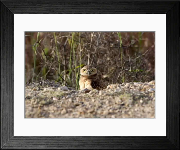 Framed Print : Burrowing owls peaking out of there homes in the ground in Idaho Framed Print : Burrowing owls peaking out of there homes in the ground in Idaho