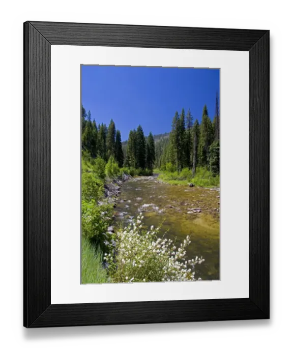 Framed Print : White syringa flowers along the South Fork of the Salmon River near Yellow Pine, Idaho Framed Print : White syringa flowers along the South Fork of the Salmon River near Yellow Pine, Idaho