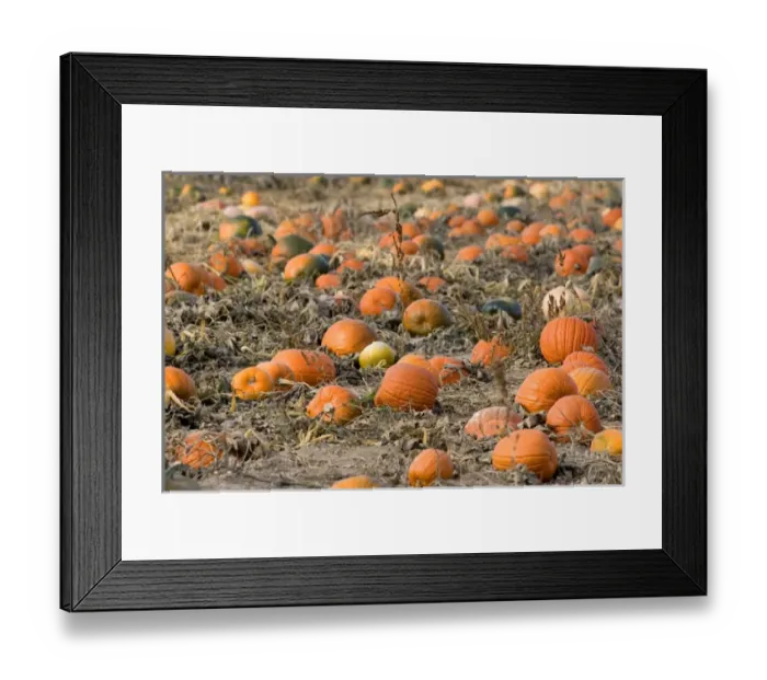 Framed Print : A pumpkin patch in Fruitland, Idaho Framed Print : A pumpkin patch in Fruitland, Idaho