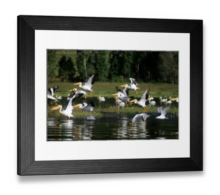 Framed Print : White pelicans in flight at Lake Cascade, Idaho