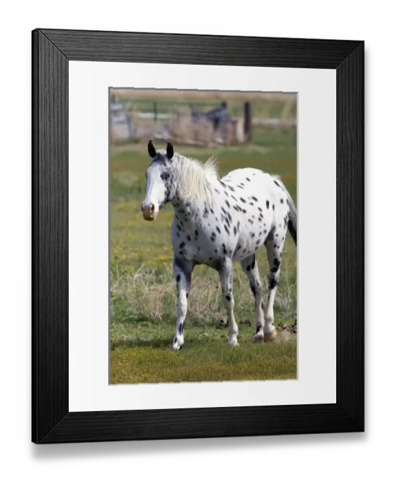 Framed Print : Appaloosa horse in Idaho Framed Print : Appaloosa horse in Idaho