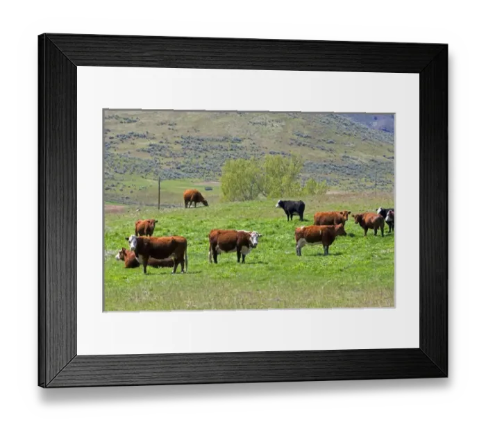 Framed Print : Cattle graze in a pasture along the Payette River near Emmett, Idaho Framed Print : Cattle graze in a pasture along the Payette River near Emmett, Idaho