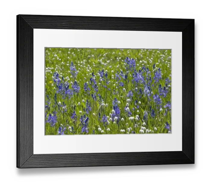 Framed Print : A mountain meadow of wildflowers including the camas lily in Valley County, Idaho Framed Print : A mountain meadow of wildflowers including the camas lily in Valley County, Idaho