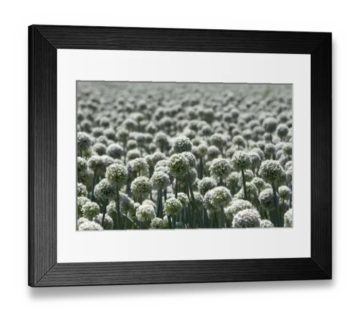Framed Print : A crop of onions with seed heads in Canyon County, Idaho