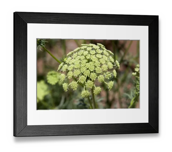 Framed Print : The seed head of a female carrot plant in Canyon County, Idaho