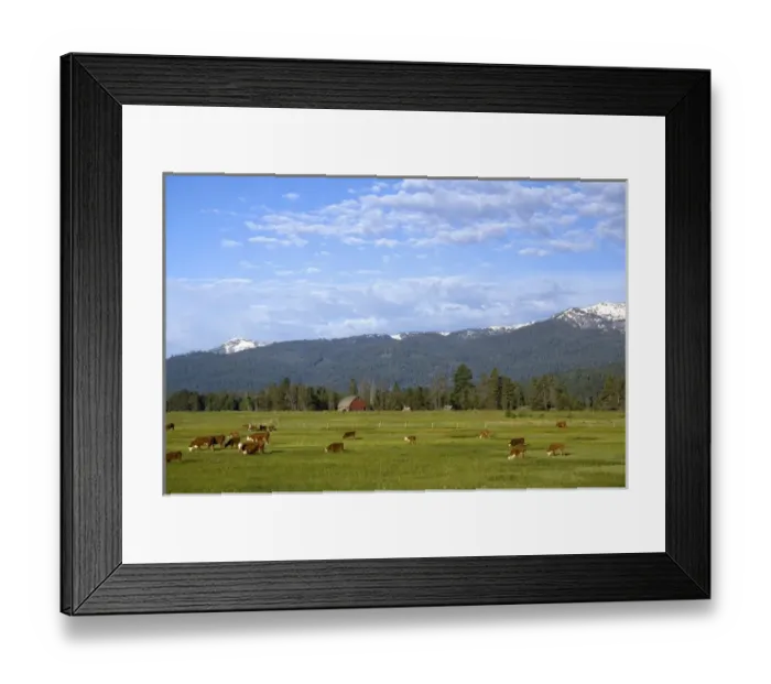 Framed Print : Cattle graze in a pasture near Cascade, Idaho Framed Print : Cattle graze in a pasture near Cascade, Idaho