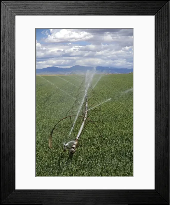 Framed Print : Sprinkler irrigation in a wheat field in Canyon County, Idaho Framed Print : Sprinkler irrigation in a wheat field in Canyon County, Idaho