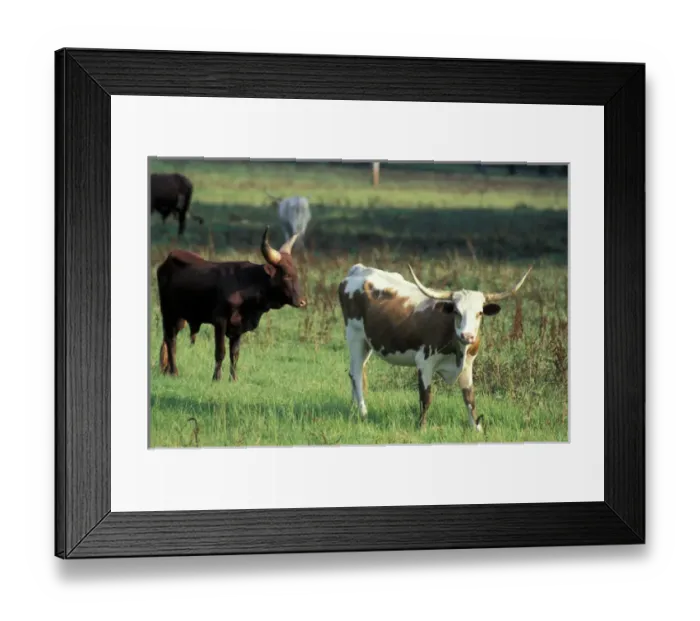 Framed Print : North America, USA, Idaho. Cattle Framed Print : North America, USA, Idaho. Cattle