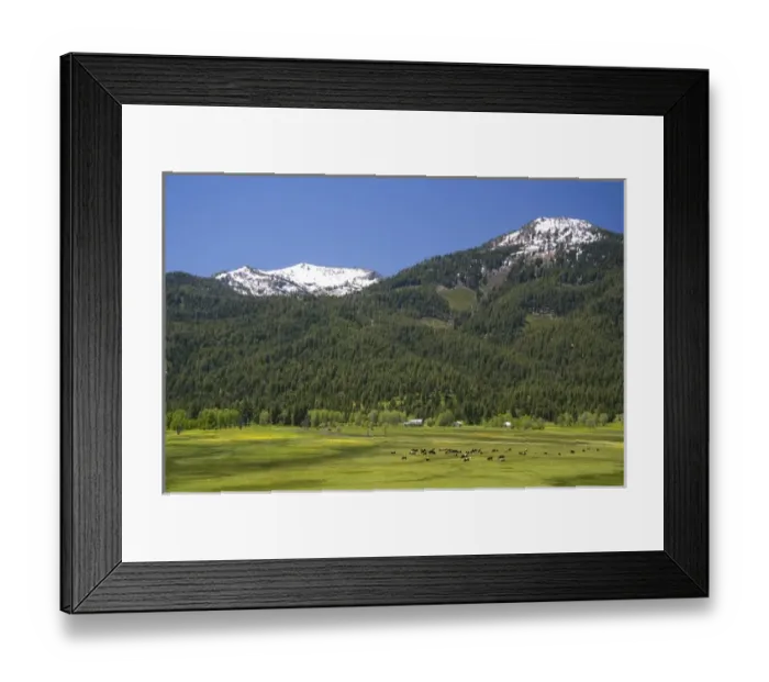 Framed Print : Cattle graze in a valley below Snowbank Mountain in Valley County, Idaho Framed Print : Cattle graze in a valley below Snowbank Mountain in Valley County, Idaho