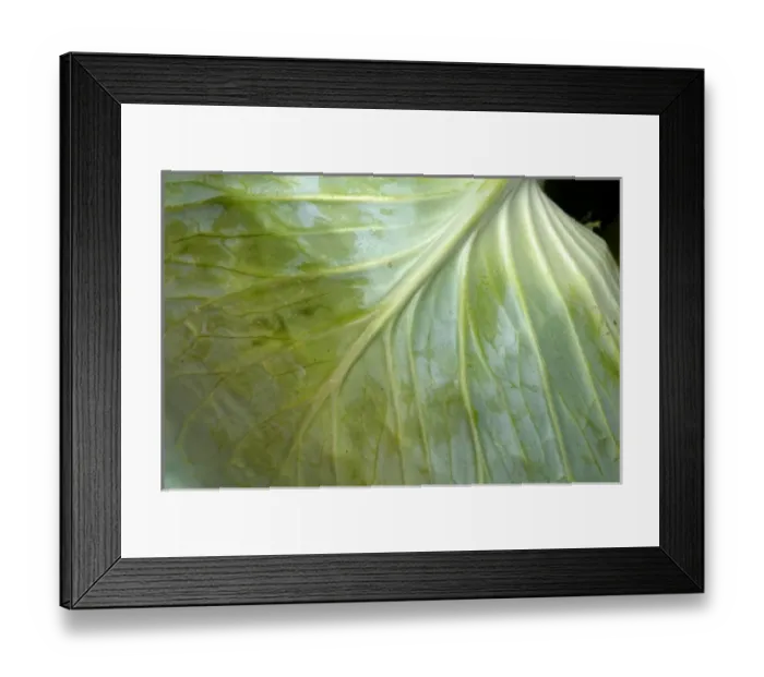 Framed Print : The leaf of a cabbage