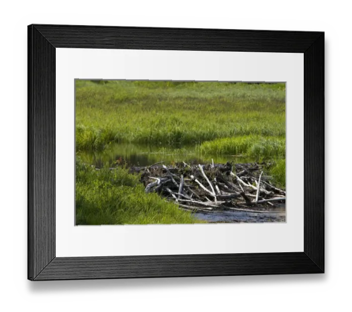 Framed Print : Beaver Dam built in a stream in the Boise National Forest, Idaho, USA Framed Print : Beaver Dam built in a stream in the Boise National Forest, Idaho, USA