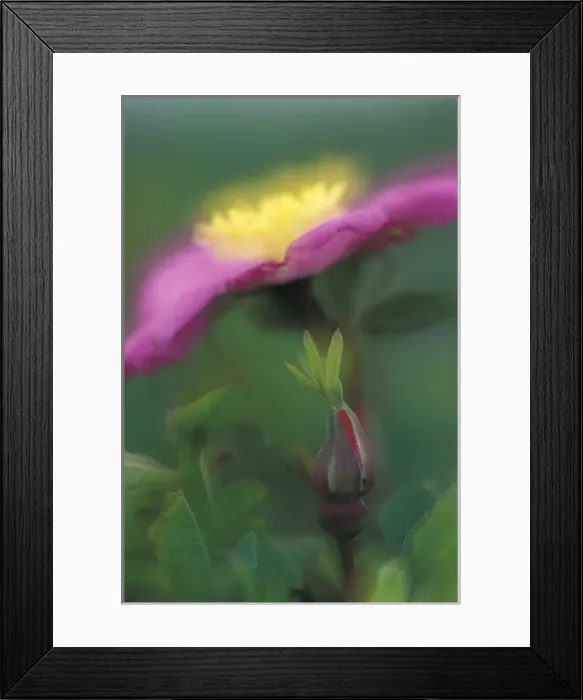 Framed Print : NA, USA, Idaho, near Potlatch Wildrose in bloom Framed Print : NA, USA, Idaho, near Potlatch Wildrose in bloom
