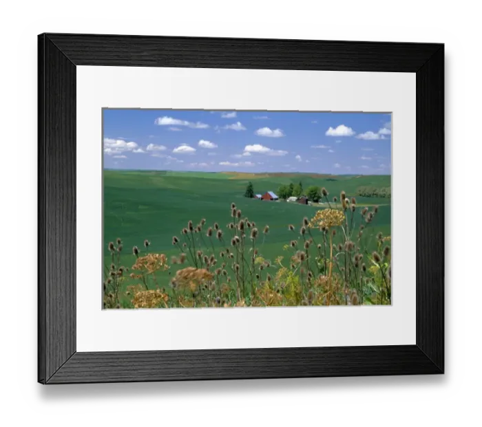 Framed Print : N. A. USA, Idaho, Latah county near Genesee. Farm in wheatfield in summer. PR Framed Print : N. A. USA, Idaho, Latah county near Genesee. Farm in wheatfield in summer. PR