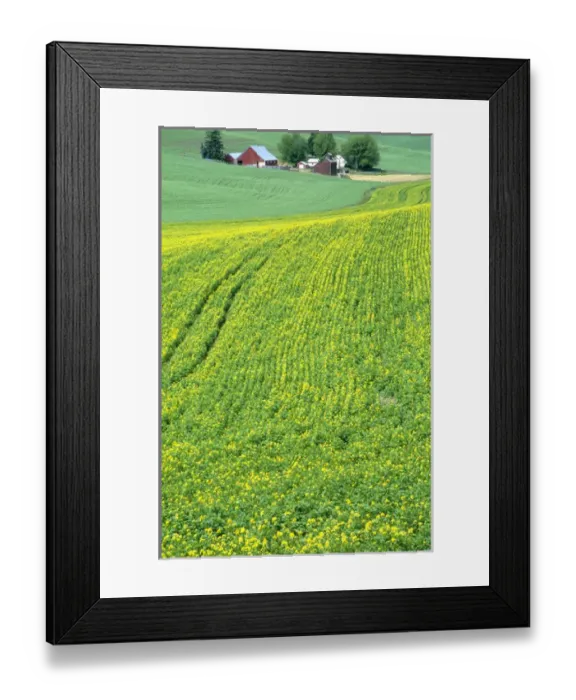Framed Print : N. A. USA, Idaho, Latah County, near Genesee. Farm with canola field in summer. PR