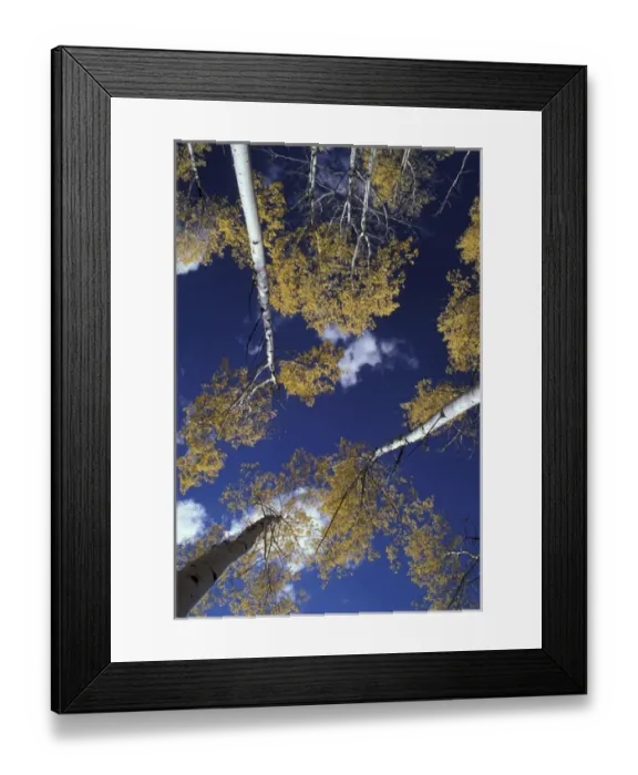 Framed Print : NA, USA, Idaho, Victor. Aspen grove, view from forest floor Framed Print : NA, USA, Idaho, Victor. Aspen grove, view from forest floor