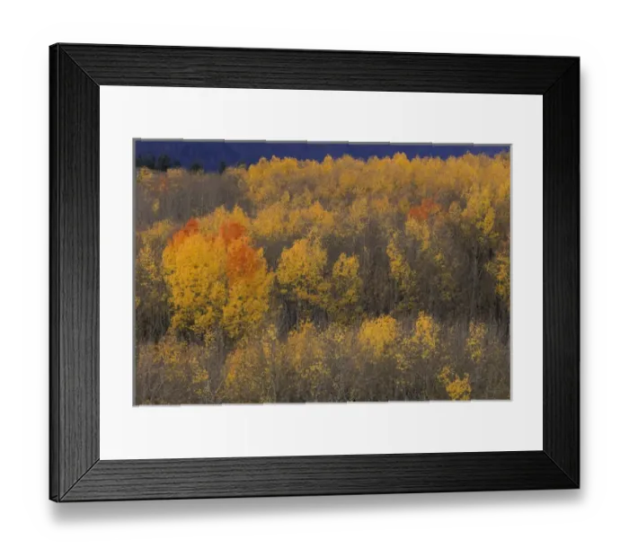 Framed Print : NA, USA, Idaho, Victor. Aspen grove in fall color Framed Print : NA, USA, Idaho, Victor. Aspen grove in fall color