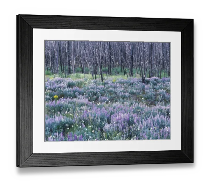 Framed Print : Wildflowers after a Forest Fire, Sawtooth NRA, Idaho, USA Framed Print : Wildflowers after a Forest Fire, Sawtooth NRA, Idaho, USA