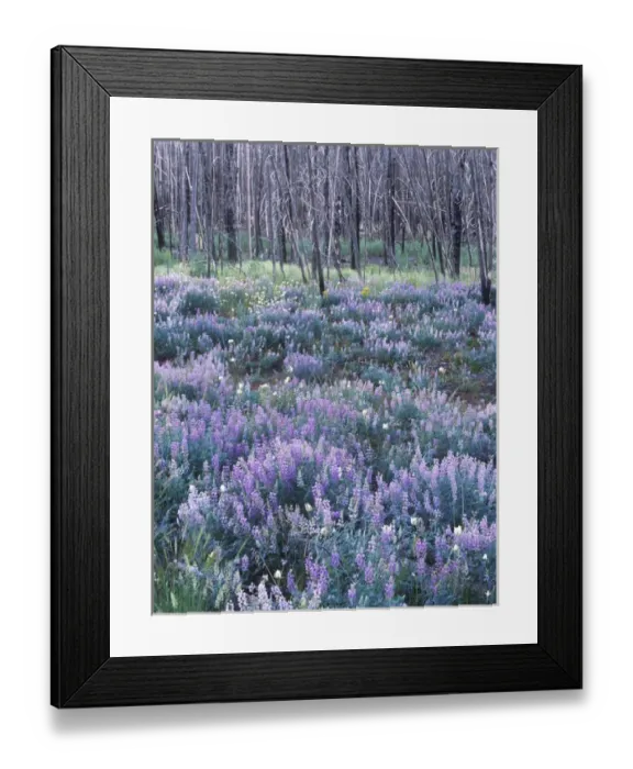 Framed Print : Wildflowers after a Forest Fire, Sawtooth NRA, Idaho, USA