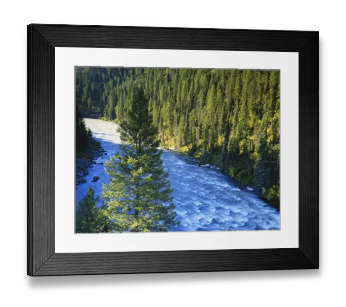 Framed Print : USA, Idaho, Targhee National Forest, Snake River, Henrys Fork, Conifer forest along river Framed Print : USA, Idaho, Targhee National Forest, Snake River, Henrys Fork, Conifer forest along river