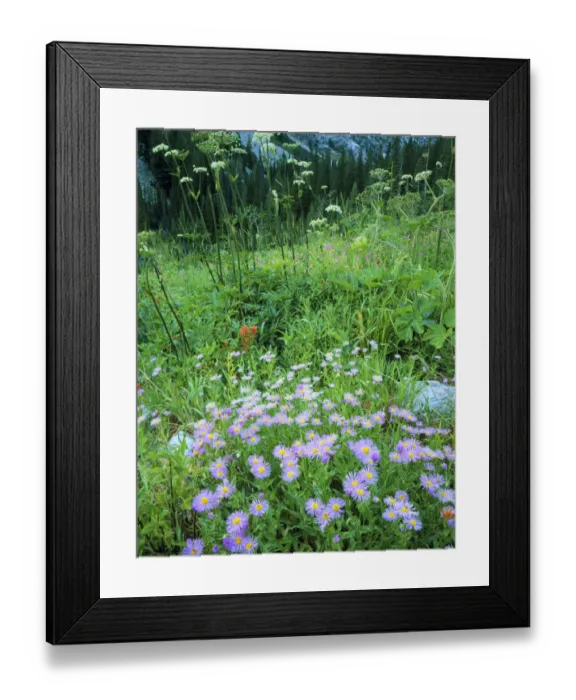 Framed Print : Sawtooth Wilderness, Idaho. USA. Asters & other wildflowers near headwaters of Middle