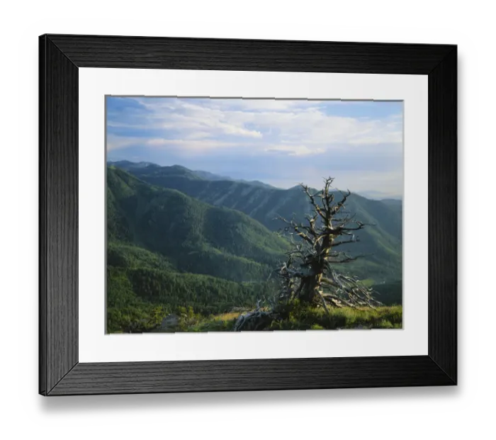 Framed Print : USA, Idaho, Cache Valley, Cache National Forest, Bear River Range, Twisted tree in Framed Print : USA, Idaho, Cache Valley, Cache National Forest, Bear River Range, Twisted tree in