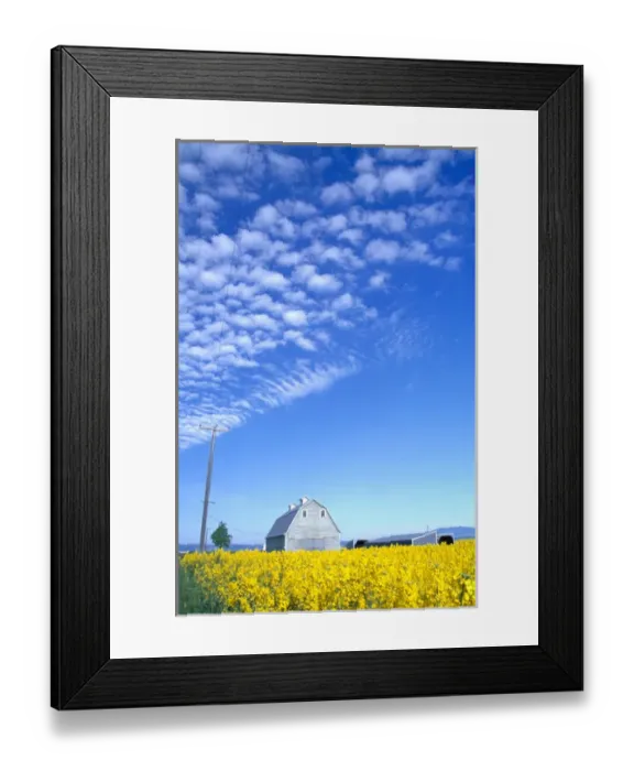 Framed Print : Na, USA, ID, Grangeville, Canola Field and Gray Barn